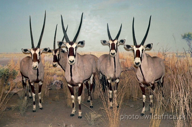 Picture 099.jpg - Group of oryx antelopes (Oryx gazella).